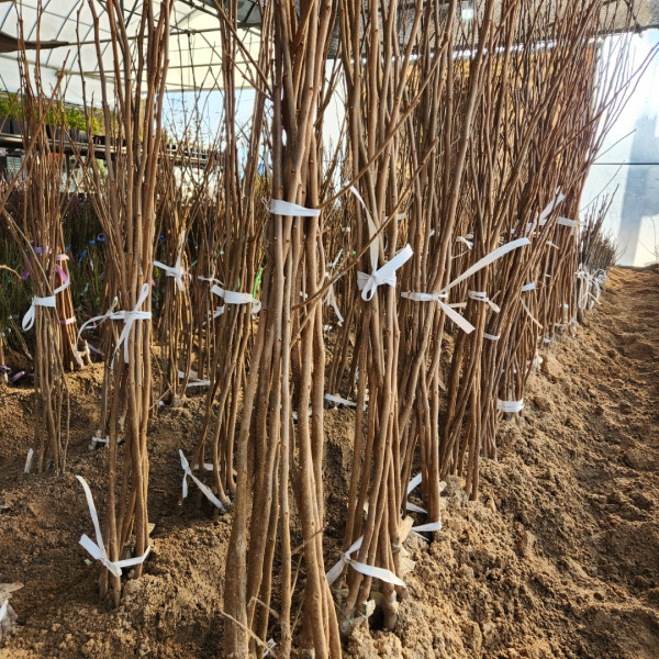 단감나무 차량단감