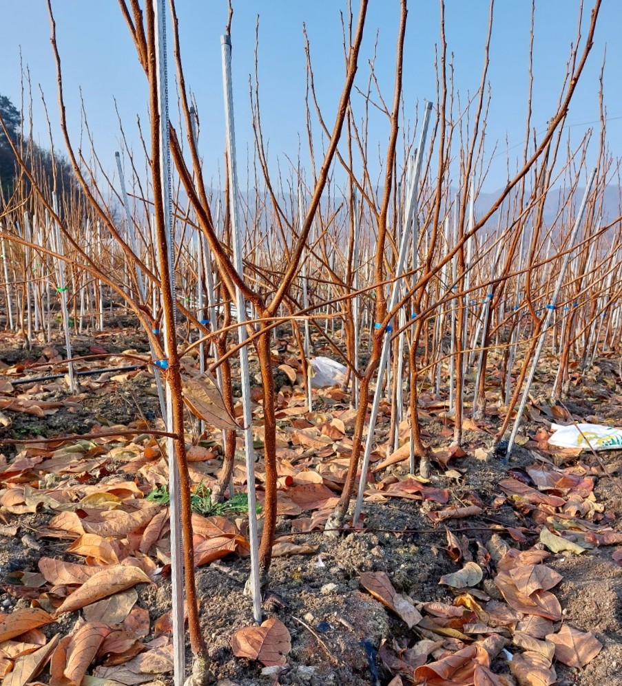 단감나무 차량단감