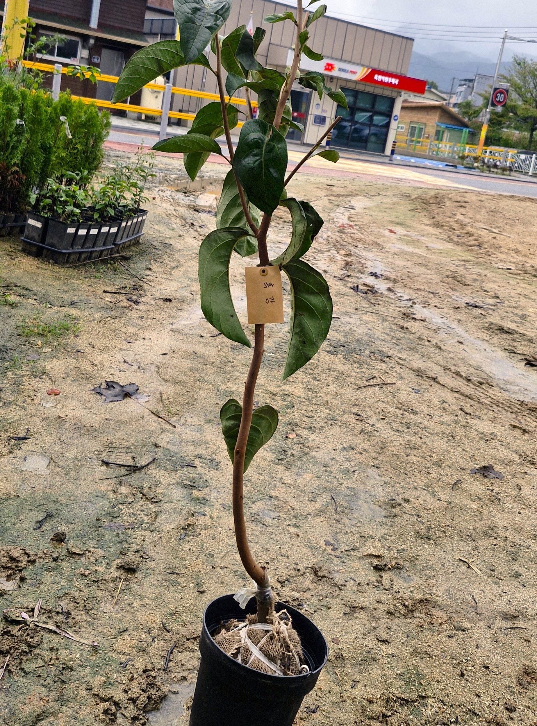 감나무 흑감나무