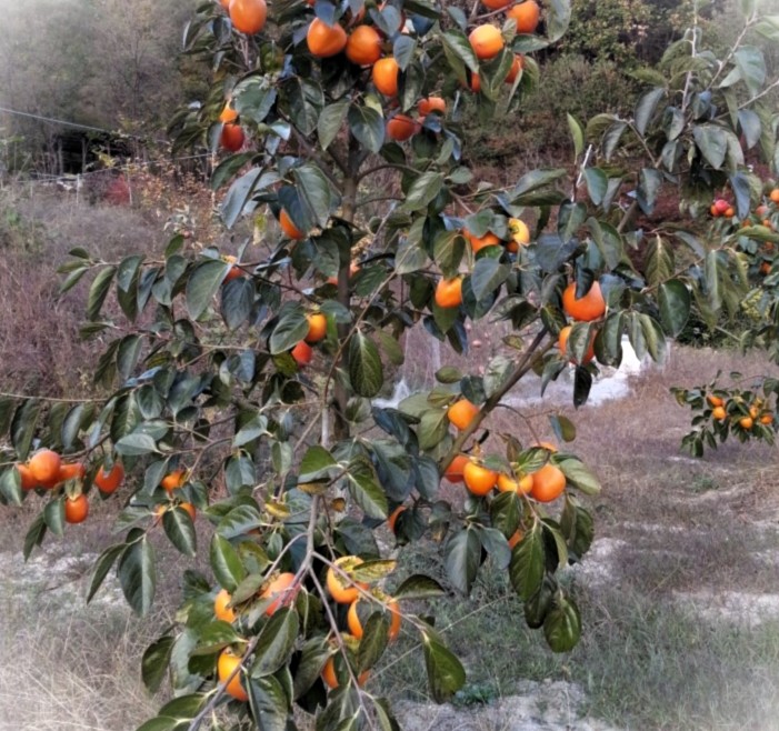 감나무 대 접목2년생 결실주 분묘(갑주백목)